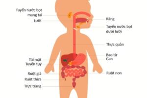 Hệ tiêu hóa mỏng manh dễ tổn thương của trẻ