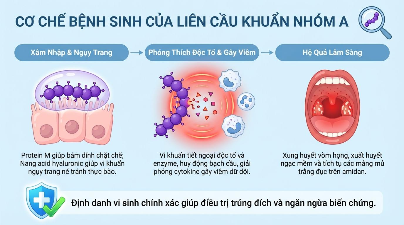 Cơ chế bệnh sinh của liên cầu khuẩn nhóm A