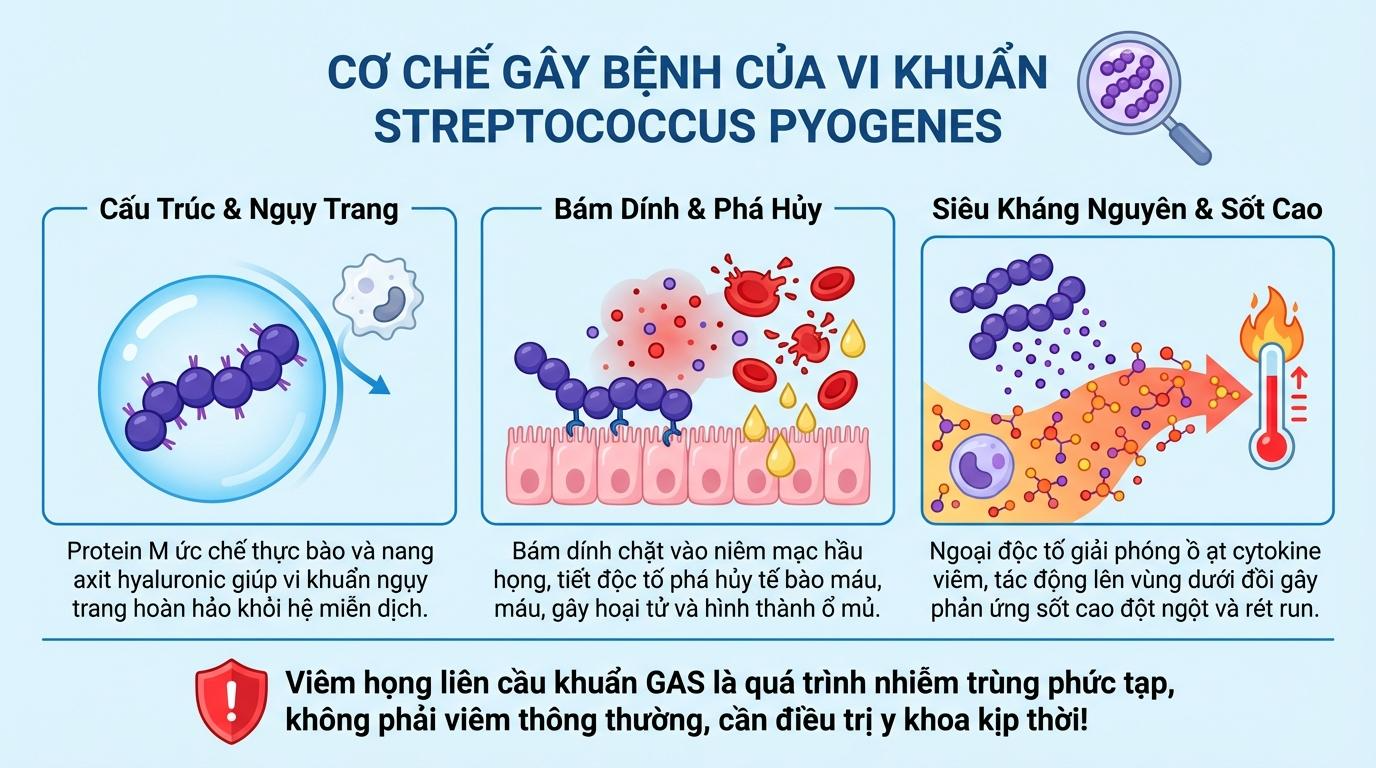 Vi sinh học và Cơ chế bệnh sinh của Vi khuẩn Streptococcus pyogenes
